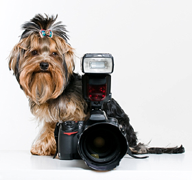Funny little dog with digital camera