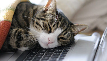 bored cat sleeping laptop computer